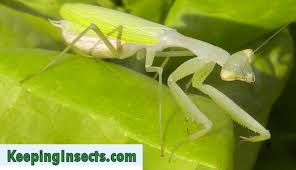 Mantis Pigmeos Egipcios singel en la naturaleza