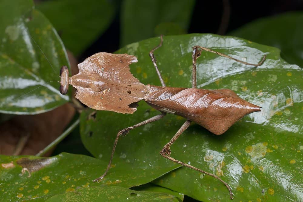 mantis de oración singel en la naturaleza