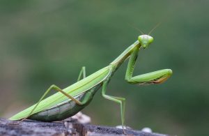 Mantis de oración verde sobre fondo blanco