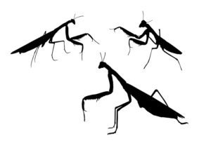 Tres mantis de oración sombras en fondo blanco