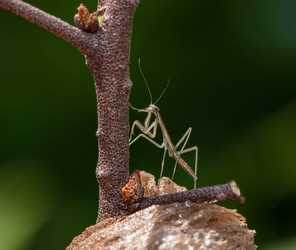 mantis de oración marrón singel en la naturaleza