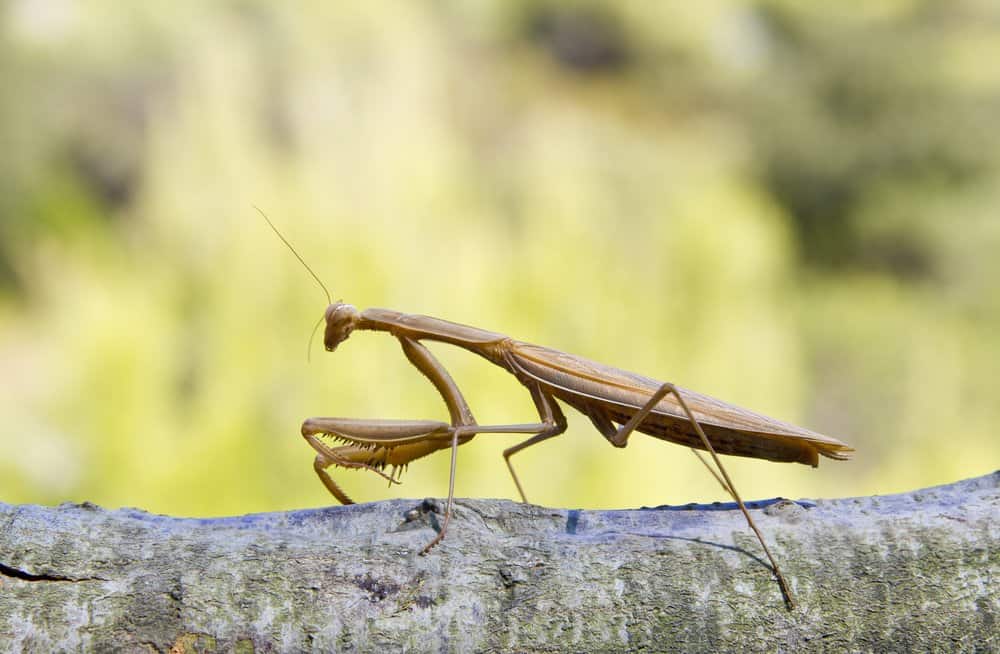 mantis de oración marrón singel en la naturaleza