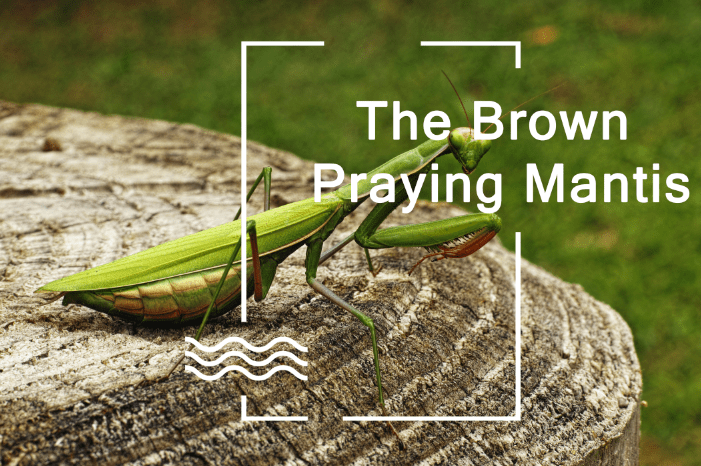 Los Mantis de Oración Marrones: Ciclo de Vida, Hábitat, Comportamiento y Beneficios