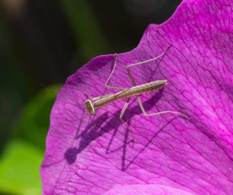 mantis de oración marrón singel en la naturaleza