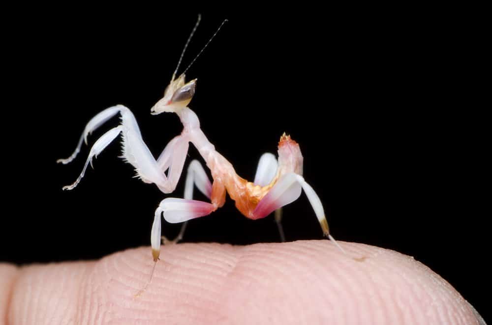 una Mantis de Orquídea en el dedo humano