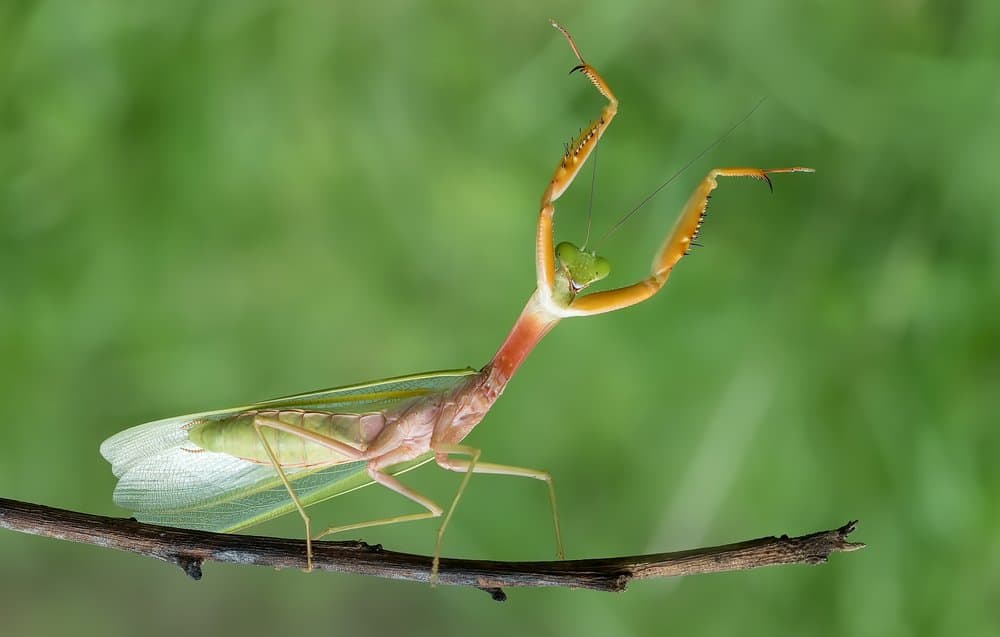 Mantis de oración gigantes en la naturaleza