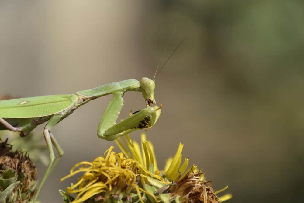 Mantis de oración gigantes en la naturaleza