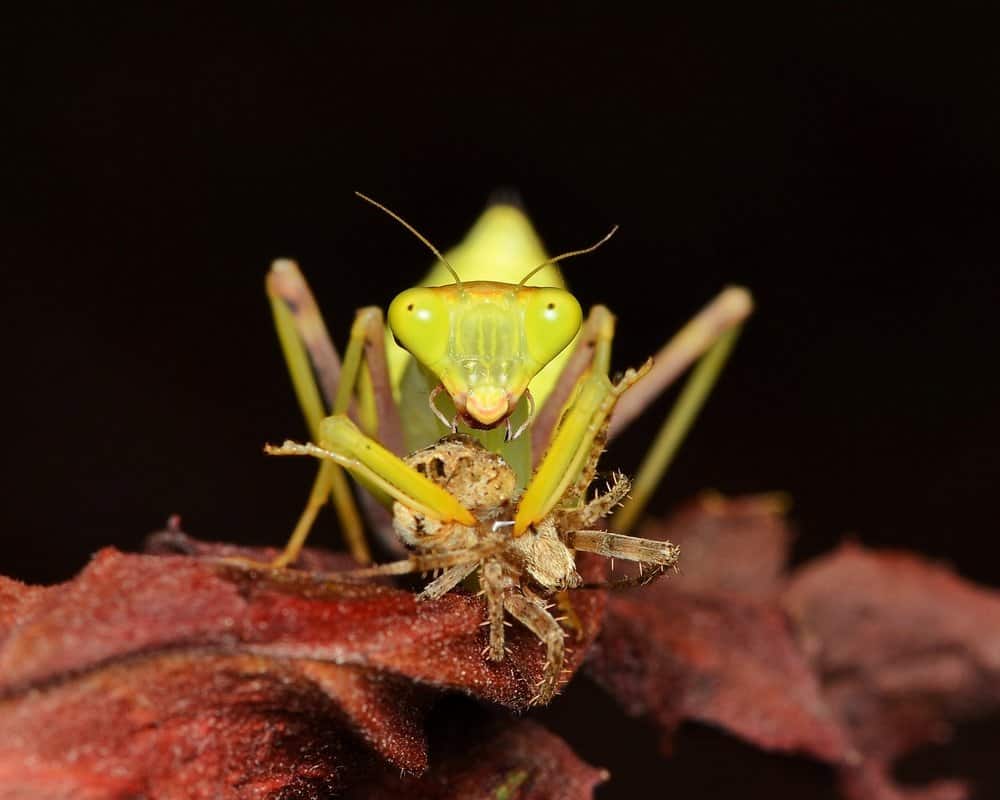 Mantis de oración gigantes en la naturaleza