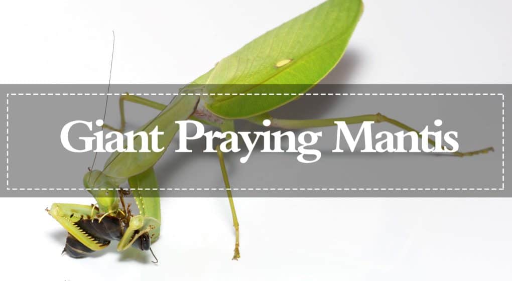 Mantis de Oración Gigantes: Apariencia, Comportamiento y Su Hábitat Natural