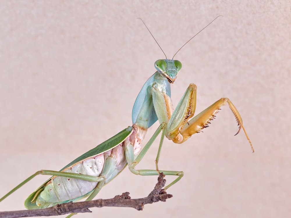 Mantis de oración gigante en fondo rosa