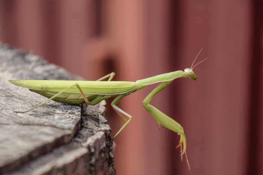 mantis de oración marrón singel en la naturaleza