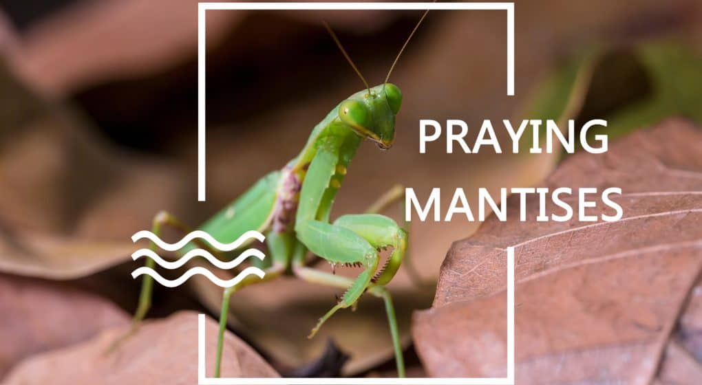 Mantises de Oración – Uso de Mantidos de Oración para el Control de Plagas
