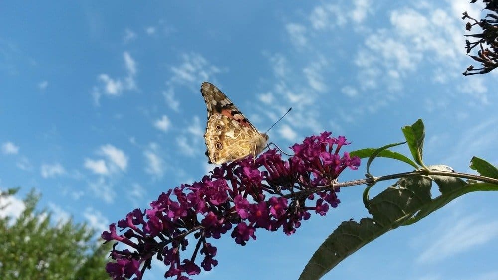 Vida Útil de Diferentes Tipos de Mariposas