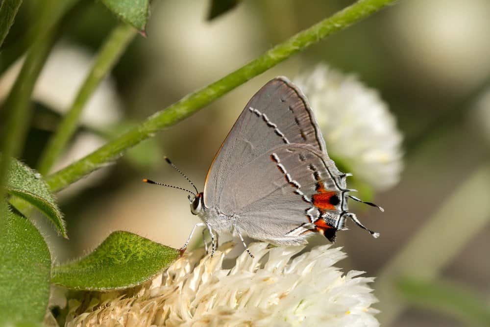 mariposas sobre flores