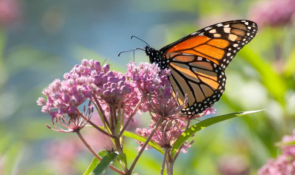 mariposas sobre flores