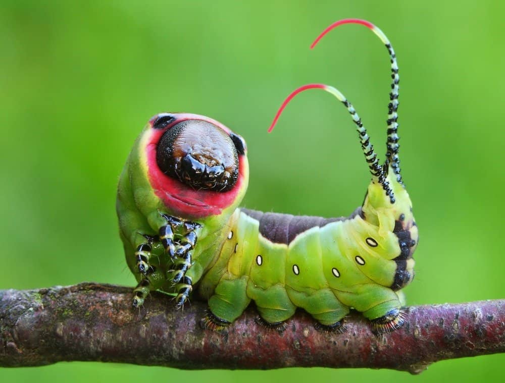 Oruga de mariposa en el árbol