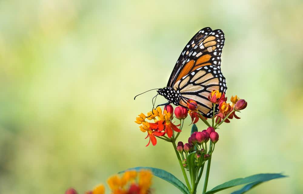 mariposas sobre flores