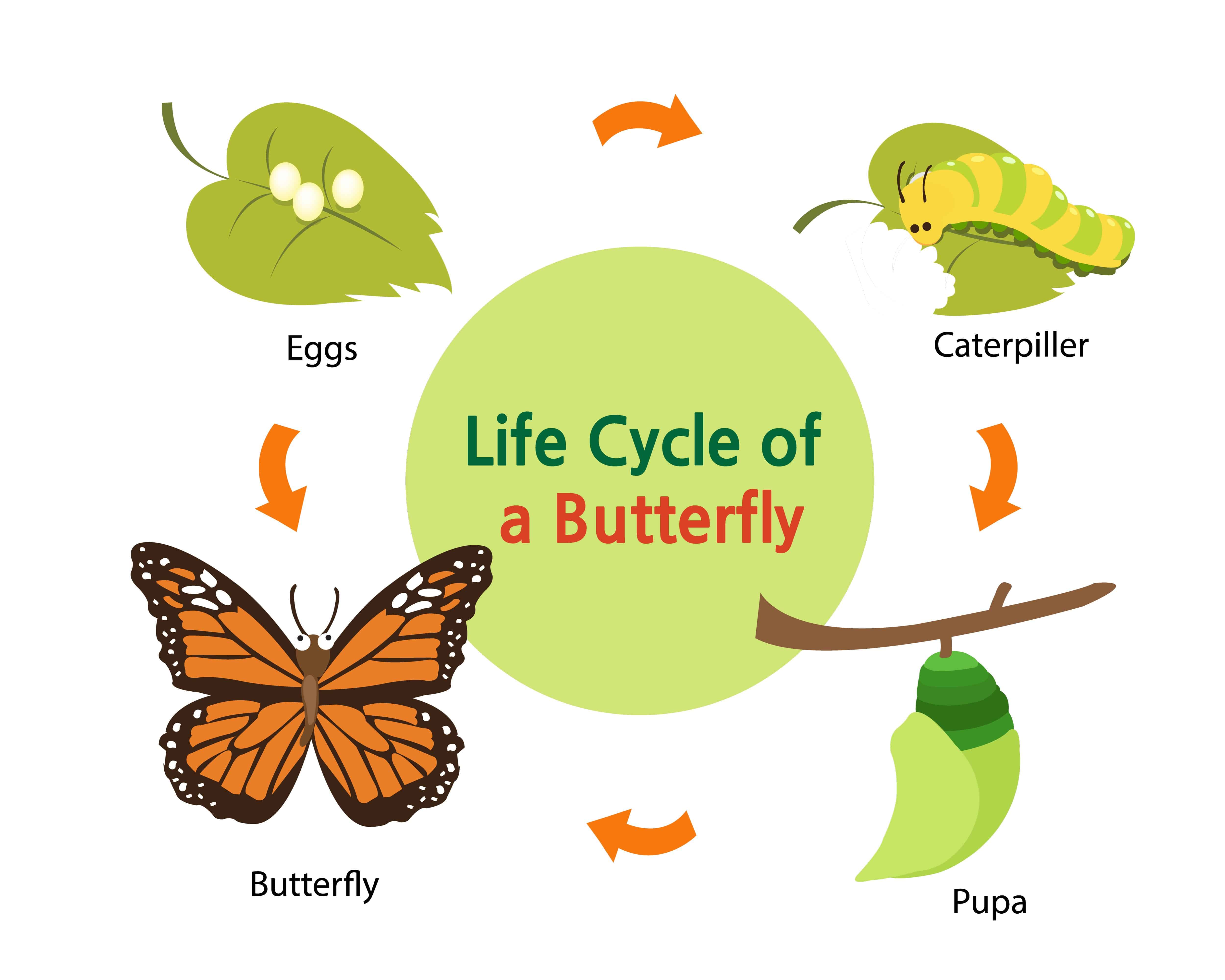 Los Ciclos de Vida de la Mariposa