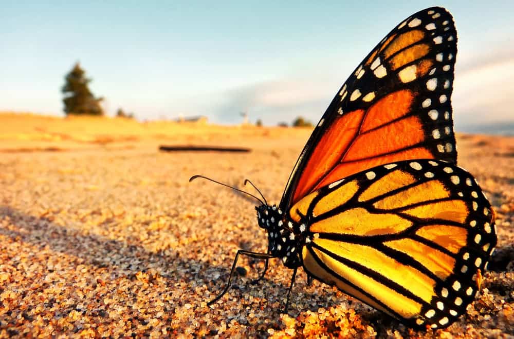 Monarca Mariposa en la naturaleza