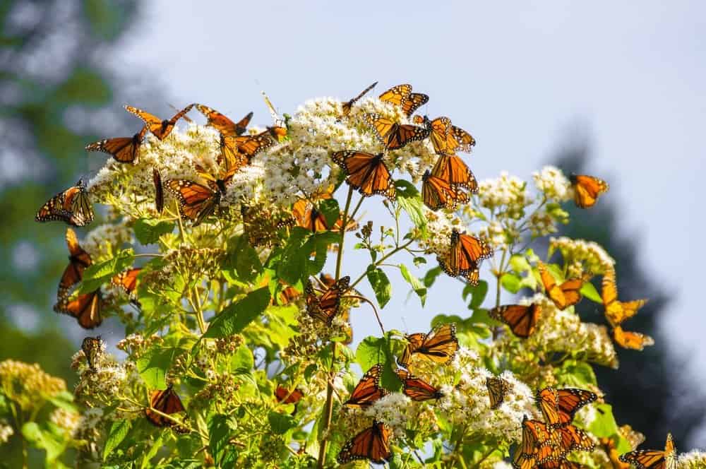 Monarca Mariposa en la naturaleza