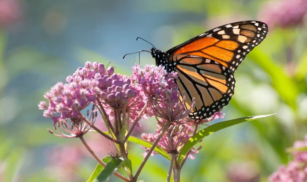 Mariposa monarca en el lechero