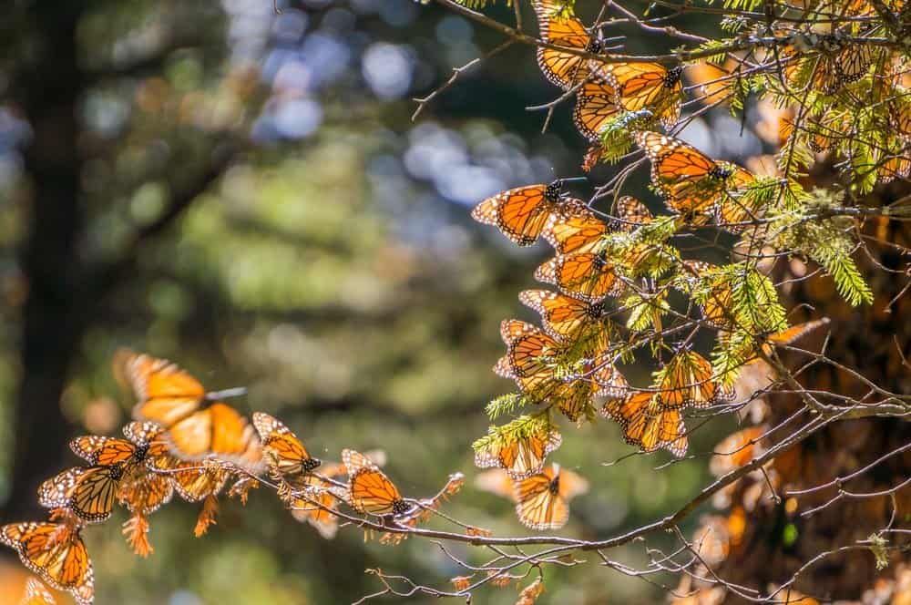 Monarca Mariposa en la naturaleza