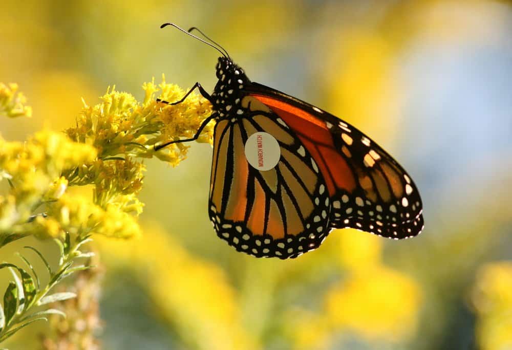 Monarca Mariposa en la naturaleza