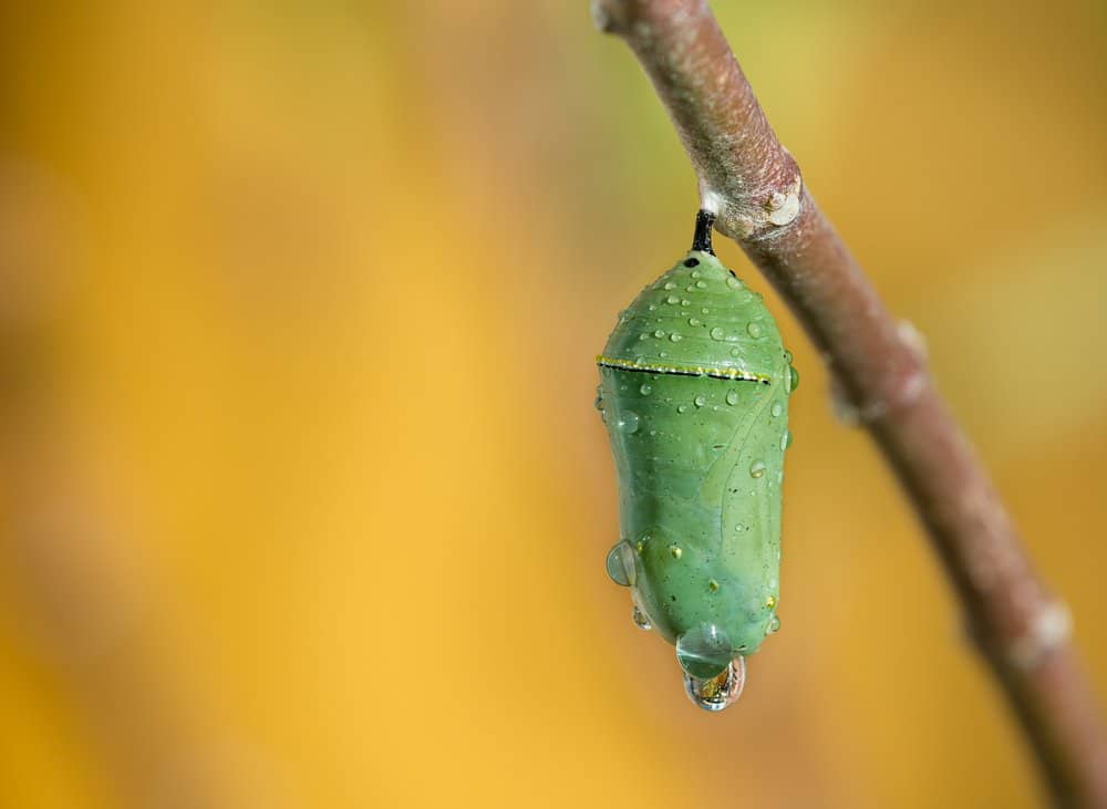 Monarca Mariposa en la naturaleza