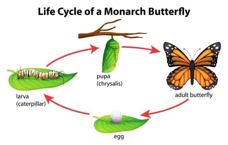demostración de la vida útil de la mariposa monarca