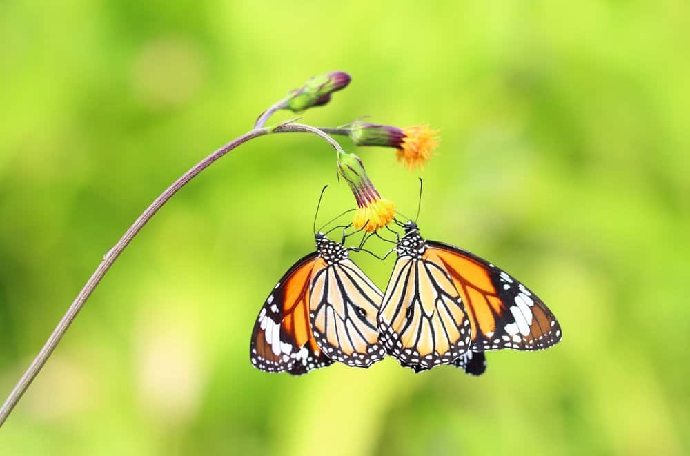 Monarca Mariposa en la naturaleza