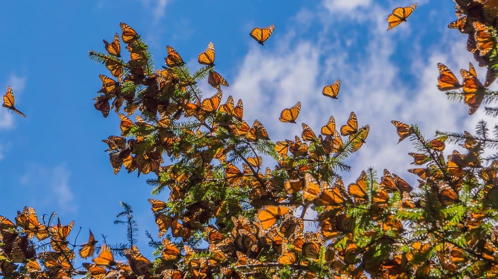 Monarca Mariposa en la naturaleza