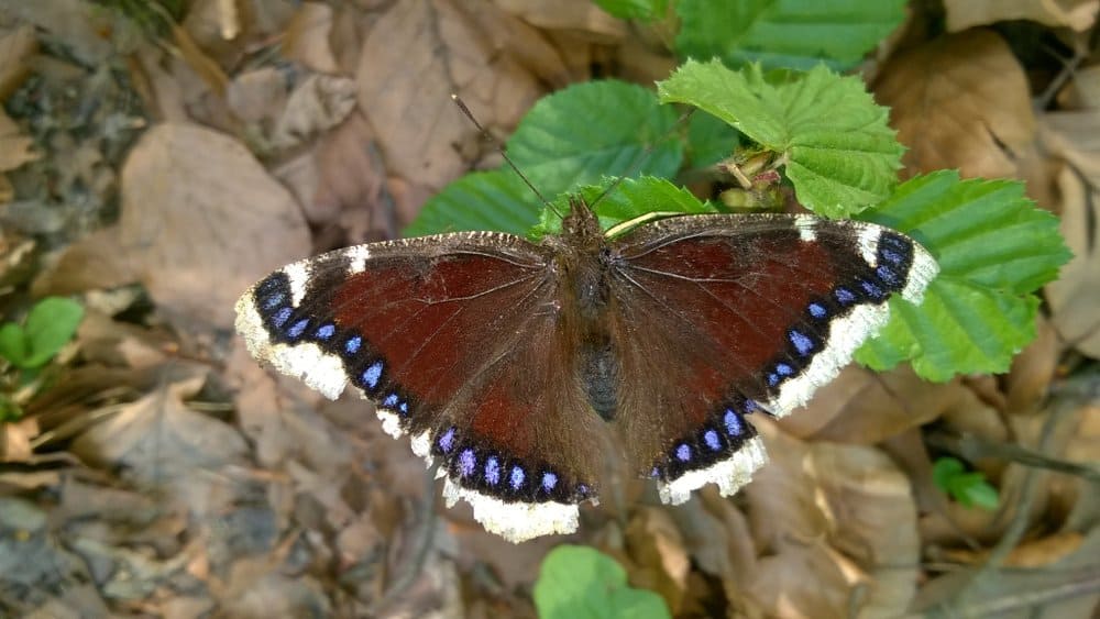 mariposa en la naturaleza