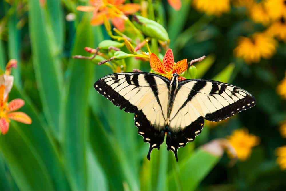 mariposa en la naturaleza