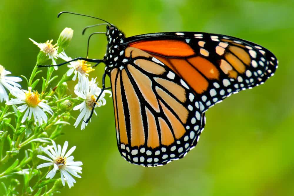 mariposa en la naturaleza