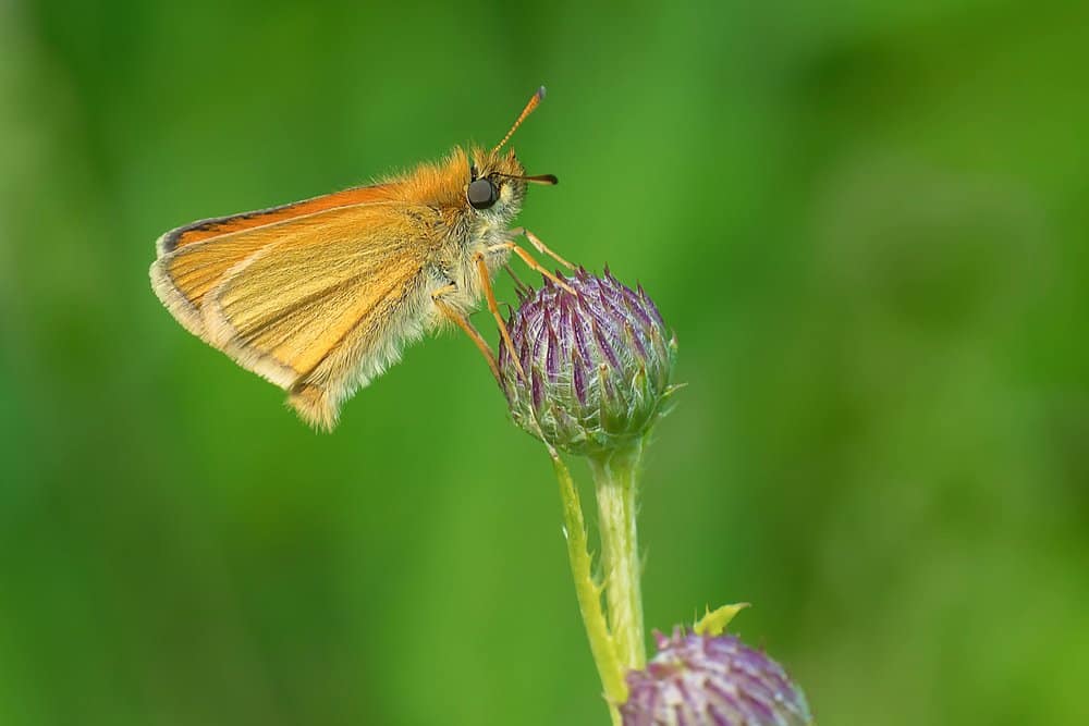 mariposa en la naturaleza