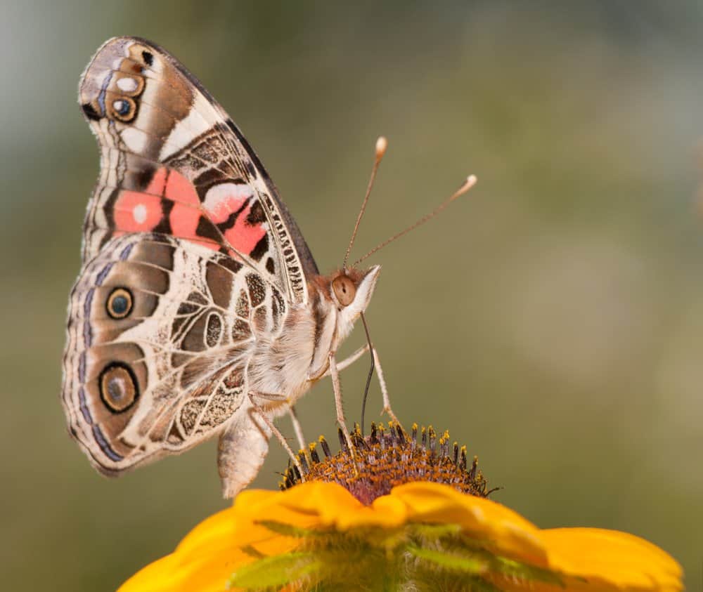 mariposa en la naturaleza