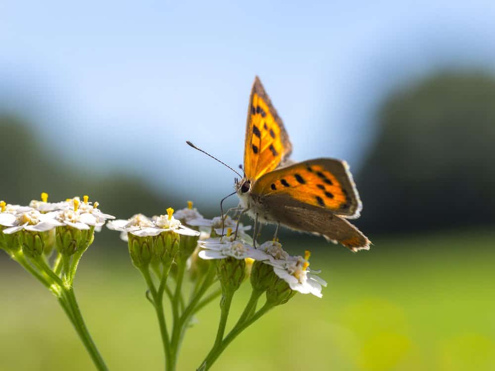 mariposas sobre flores