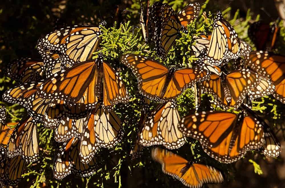 mariposas en la naturaleza