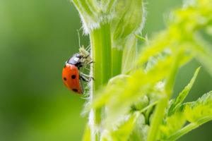 Primer plano de una mariquita comiendo un aphid en la planta en la naturaleza