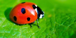 Un lindo mariquita acostado en verde hoja