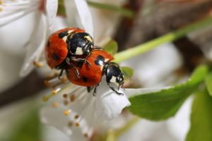 El amor de dos mariquitas en una rama de primavera floreciente