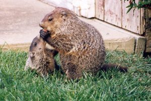 Marmotas jóvenes y adultas