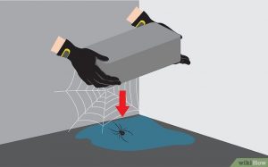 Matar a la araña en casa