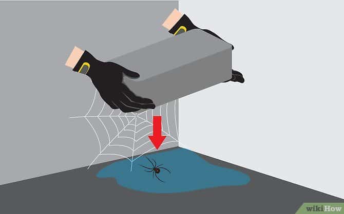 Cómo Matar Arañas Rápido en 3 Pasos Sencillos