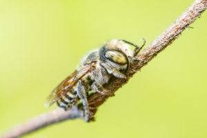 A megachile Roosting en la rama aislada con fondo verde suave.