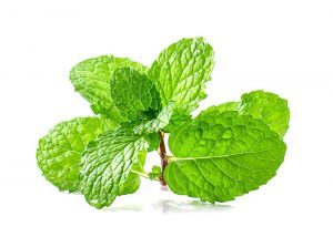 ¿El Aceite de Menta Realmente Mantiene a los Ratones Lejos?