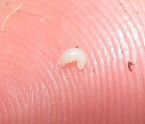 Primer plano del milipedo recién nacido en el dedo humano