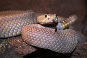 Mohave serpiente de cascabel traquetea y chasquea la lengua en Arizona