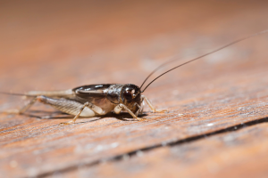 Un grillo tumbado en el suelo de madera