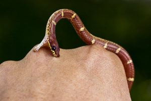 5 Mejores Kits de Mordedura de Serpiente para Sobrevivir